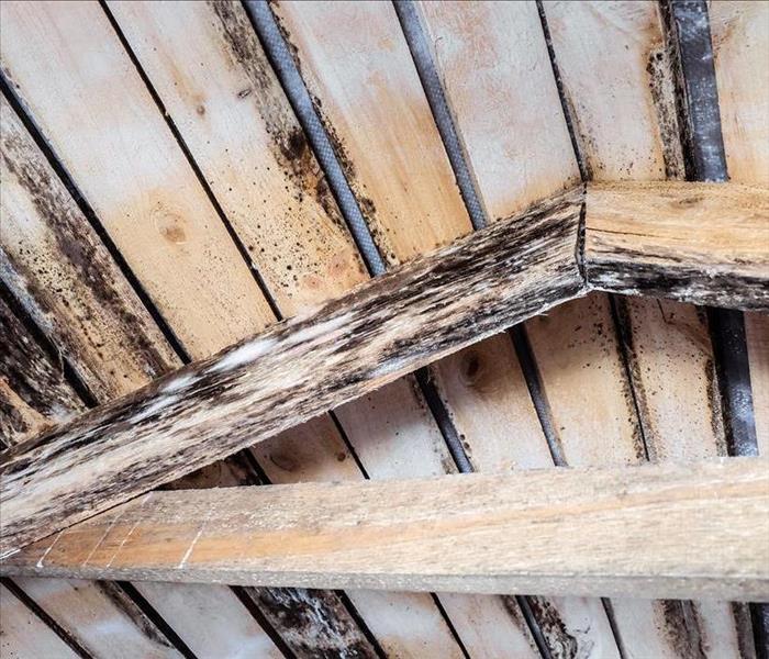 Mold growing on wood beams.